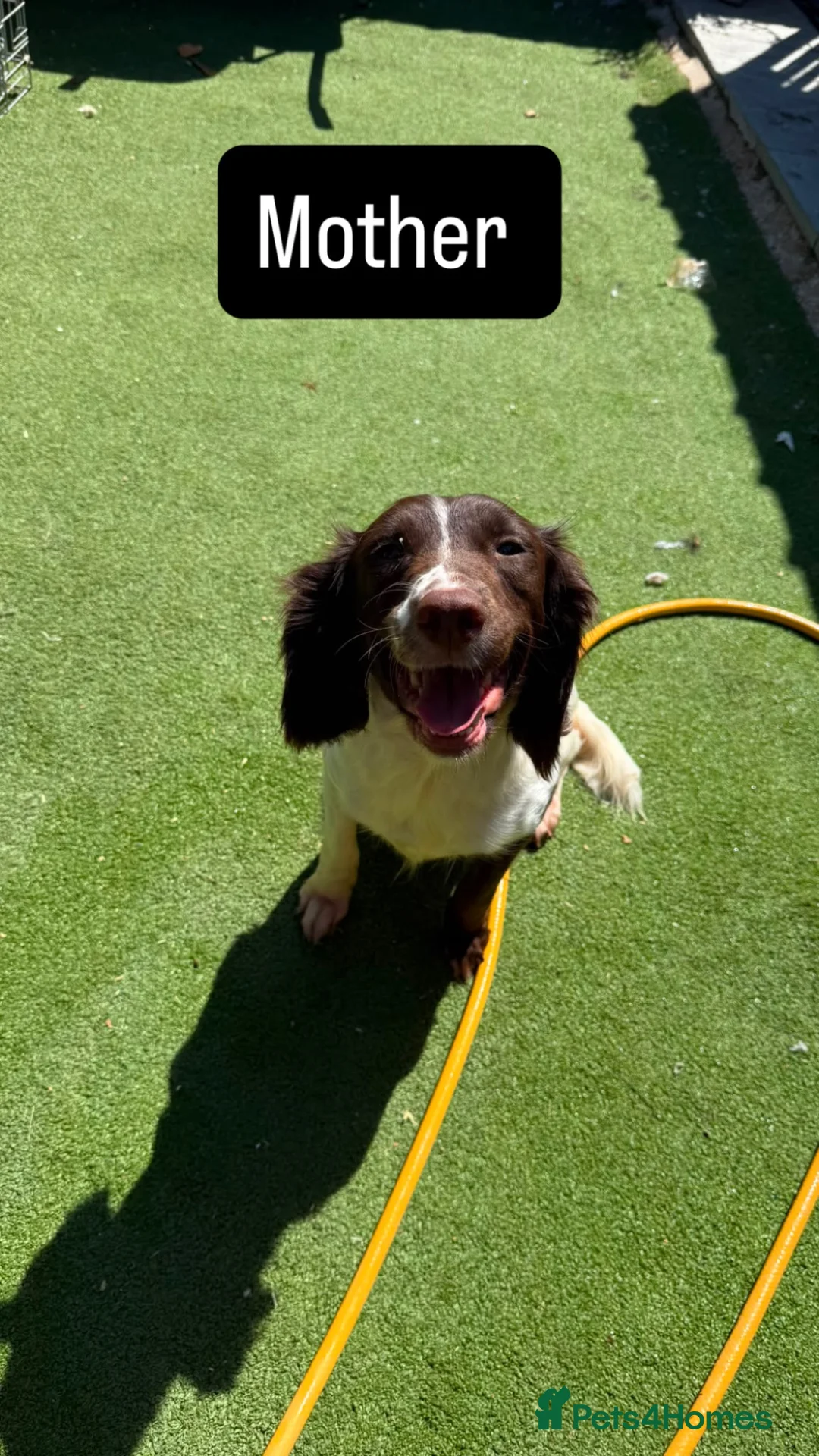 Sproodle dogs for sale: Sproodle puppies for sale  in Wokingham - Advert 2