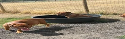 Dogue De Bordeaux dogs for sale: Beautiful Dogue-De-Bordauex Puppies For Sale - Advert 17