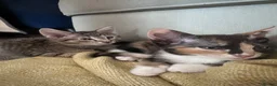 Mixed Breed cats for sale: 2 kittens available  - Advert 4