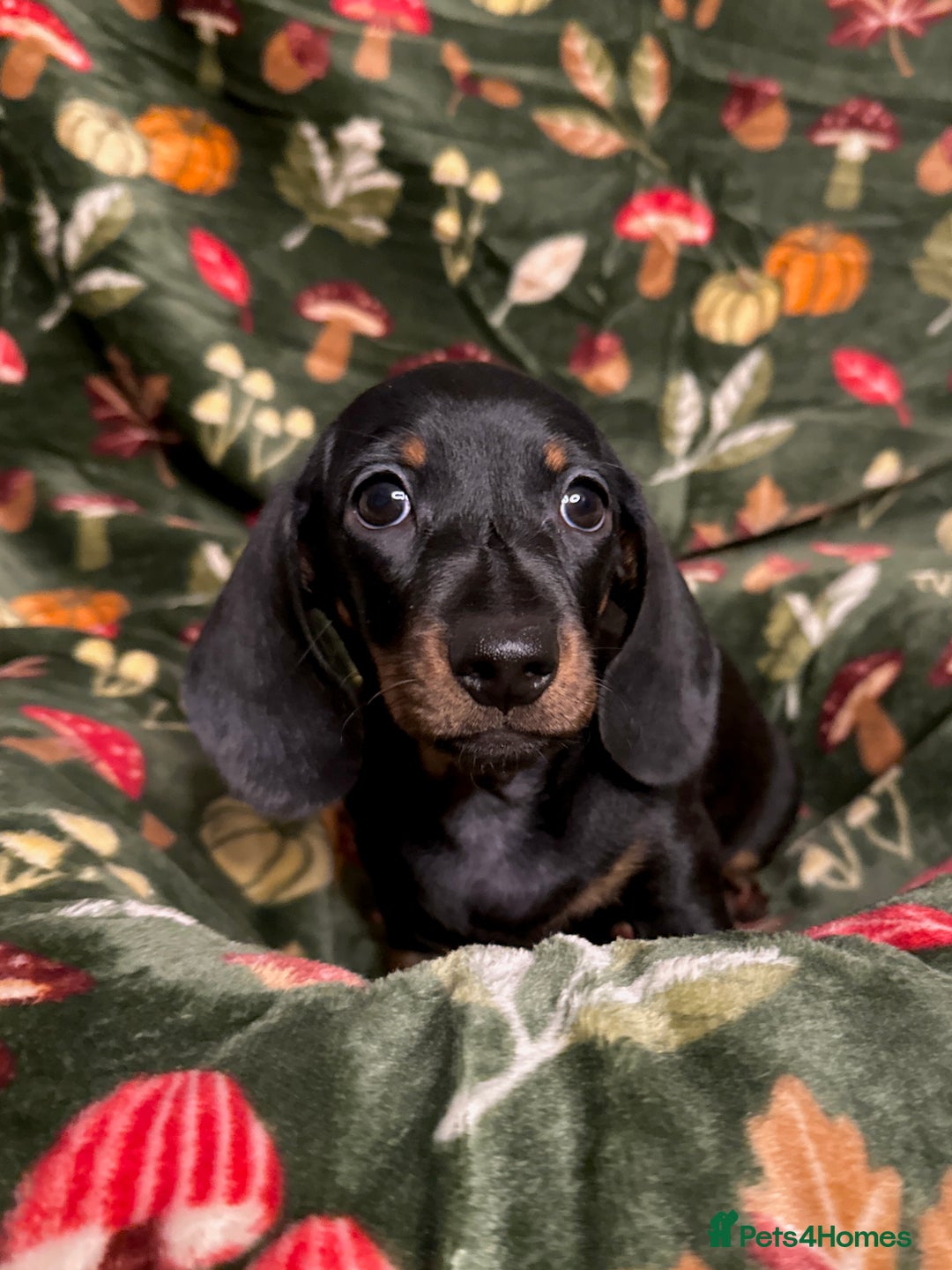 Miniature Dachshund dogs for sale: 4 adorable KC reg boys looking for forever sofas😍 - Image 5