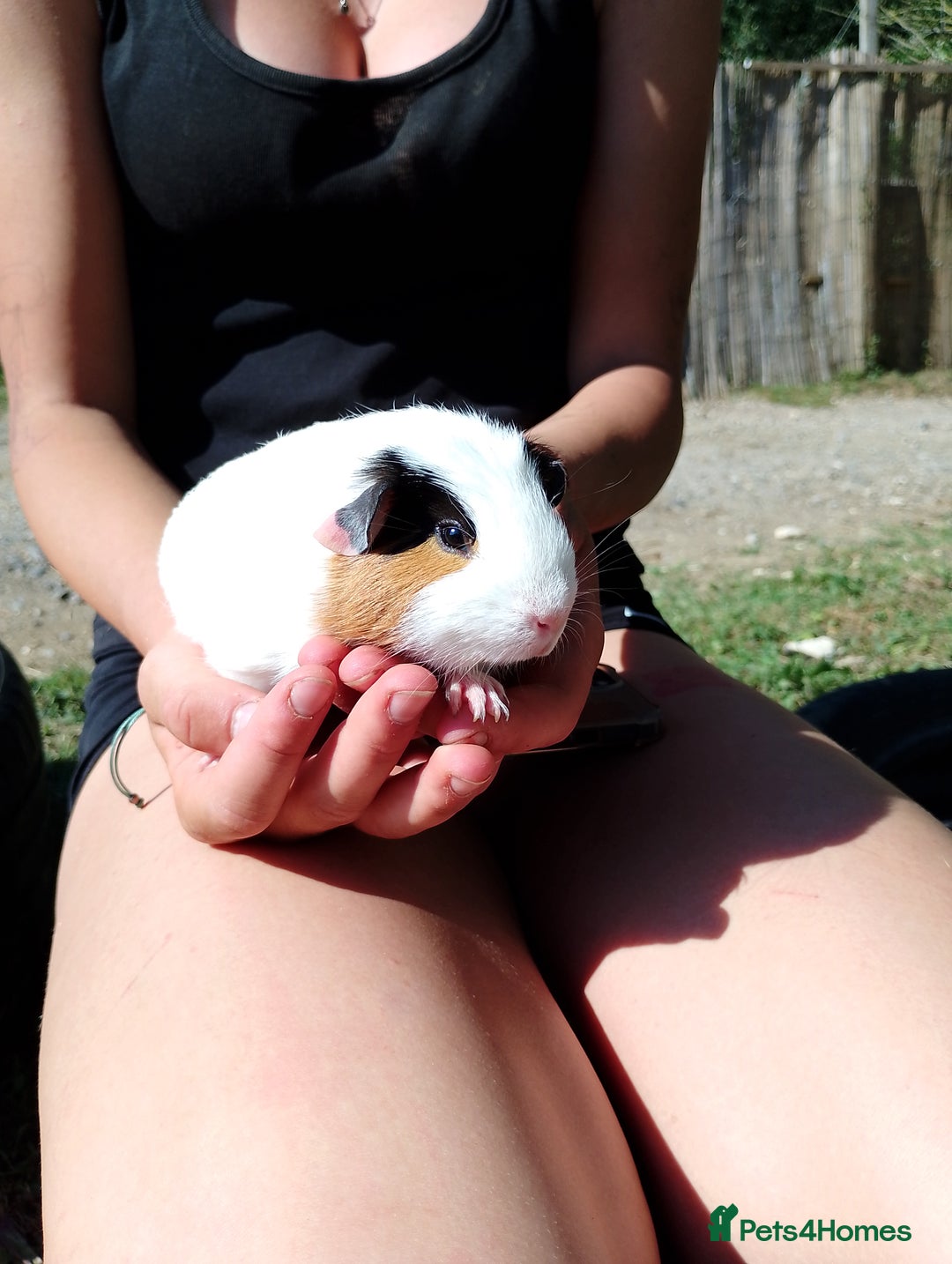 Guinea Pig rodents for sale: 2 bonded female  guinea pigs for sale  - Image 3
