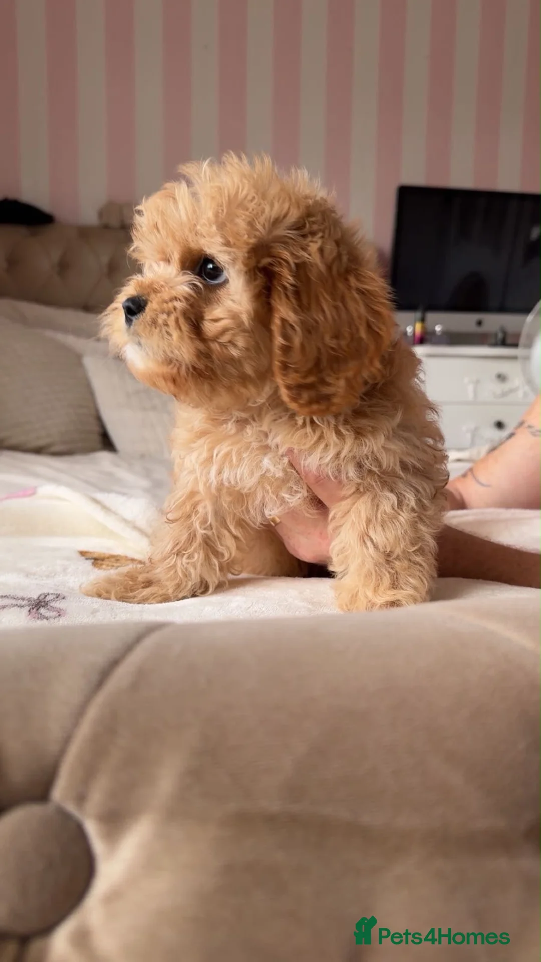 Mixed Breed dogs for sale: Cavapoochon Puppy For Sale - Advert 5