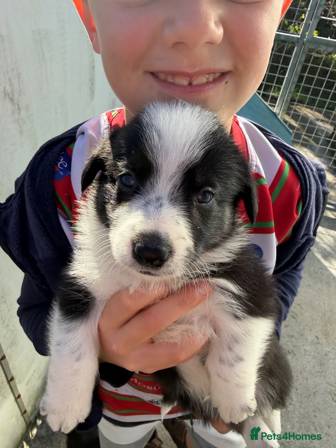 Border Collie dogs for sale: Beautiful Border Collie Pups Llanwrda in Llanwrda - Advert 1