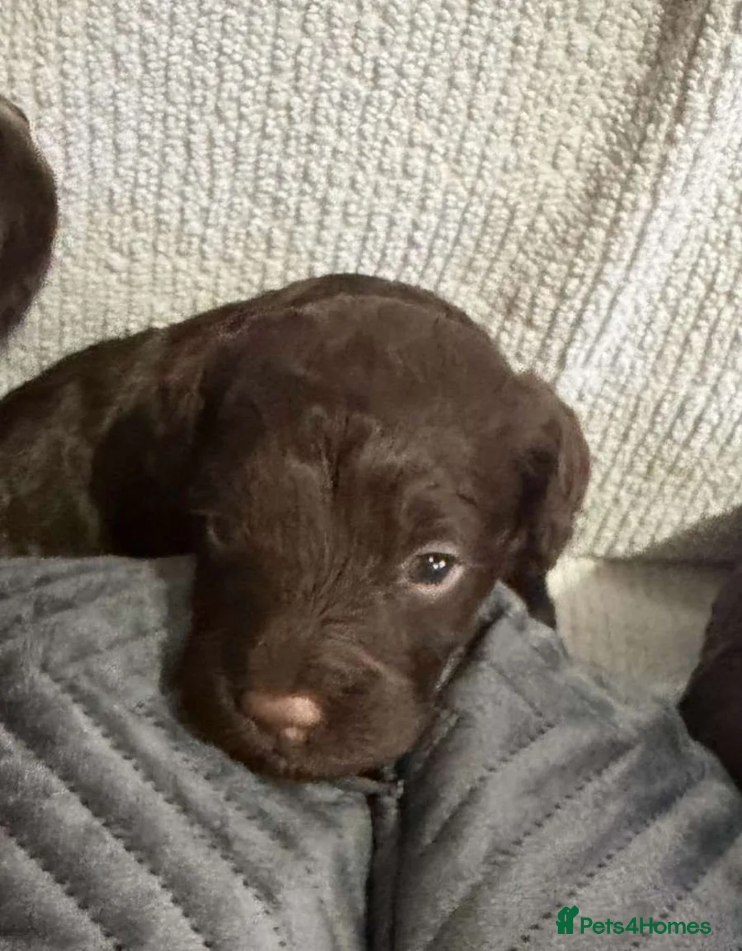 Cockapoo dogs for sale: Cockapoo puppies 🐶  in Gateshead - Advert 2