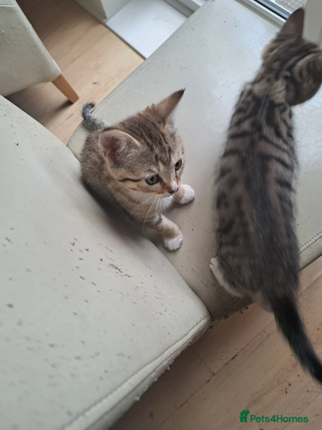 Mixed Breed cats for sale: Kittens half BSH tabby colours wormed and flea  - Advert 2