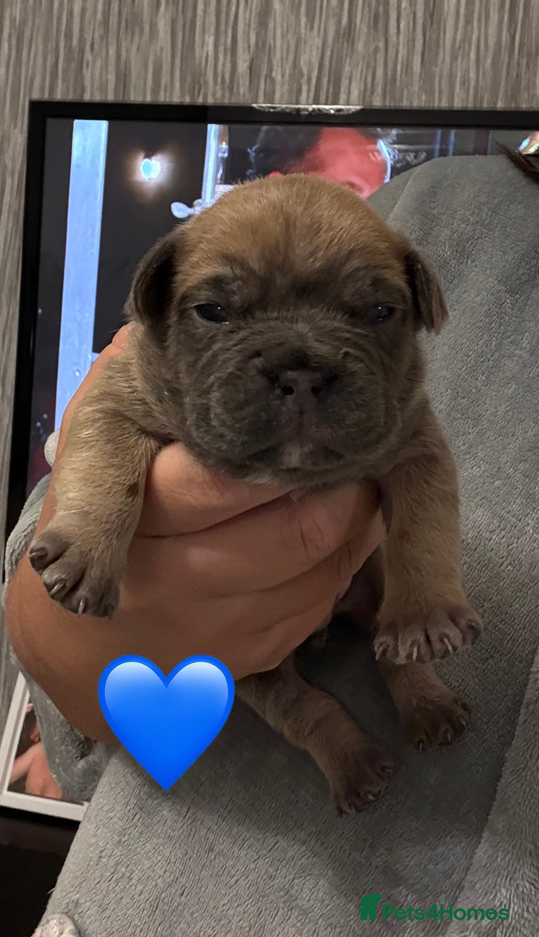 French Bulldog dogs for sale: French bulldog puppies - Advert 7