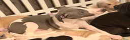 Whippet dogs for sale: Whippet boy  - Advert 11