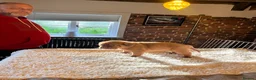 Dogue De Bordeaux dogs for sale: 10 Dogue de Bordeaux puppies for sale  in Maidstone - Advert 14