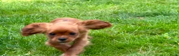 Cavalier King Charles Spaniel dogs for sale: KC REG FULLY VACCINATED RUBY CAVS READY NOW  - Advert 8