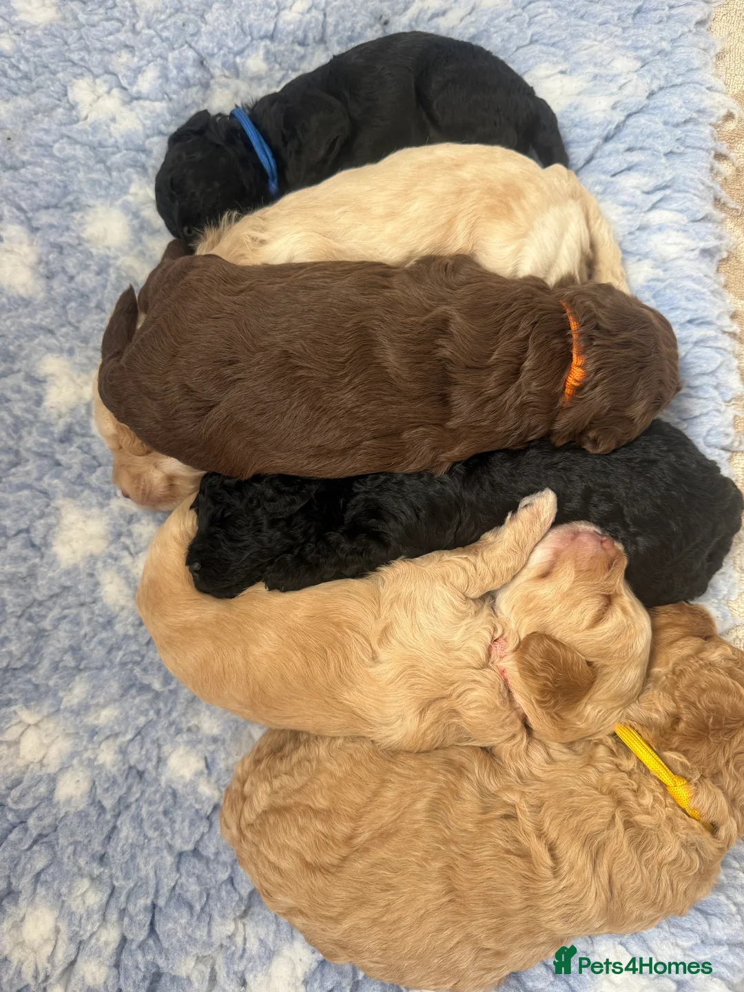 Cockapoo dogs for sale: Stunning F1B Cockapoos - Advert 1