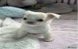 Chihuahua dogs for sale: Beautiful white chihuahua puppy 🩷 - Advert 1