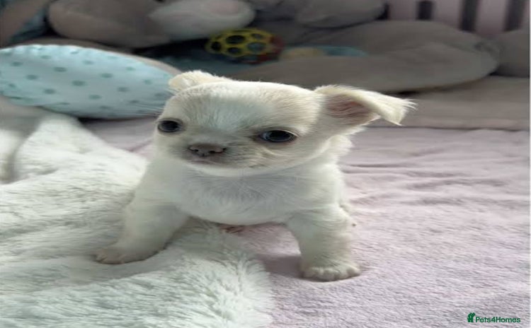 Chihuahua dogs Beautiful white chihuahua puppy 🩷 - Advert 1