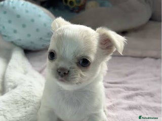 Chihuahua dogs Beautiful white chihuahua puppy 🩷 - Advert 1