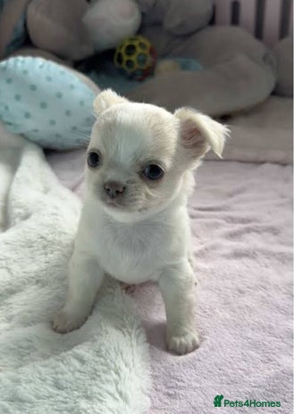Chihuahua dogs Beautiful white chihuahua puppy 🩷 - Advert 1