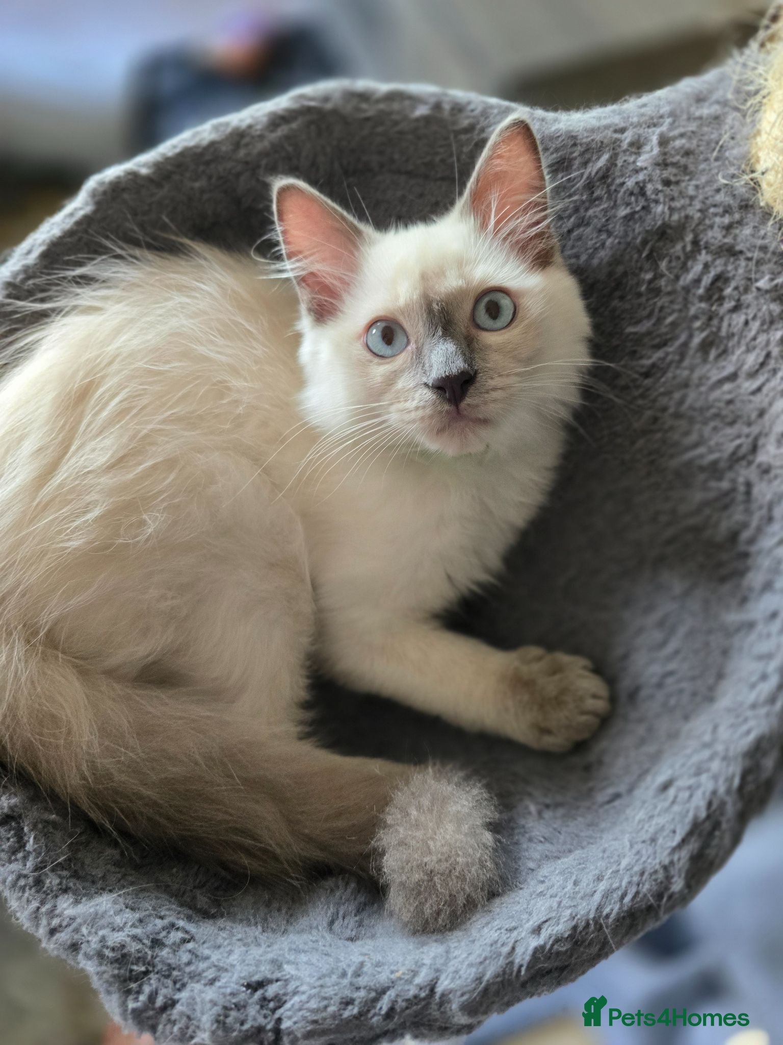 Ragdoll cats 1 boy left Pure Ragdoll kitten  - Advert 1
