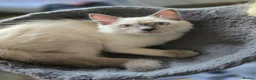 Ragdoll cats for sale: 1 Girl and 1 Boy left pure Ragdoll kittens  - Advert 6