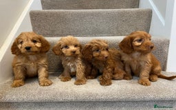 Cockapoo dogs for sale: Cockapoo puppies ready now  - Image 6
