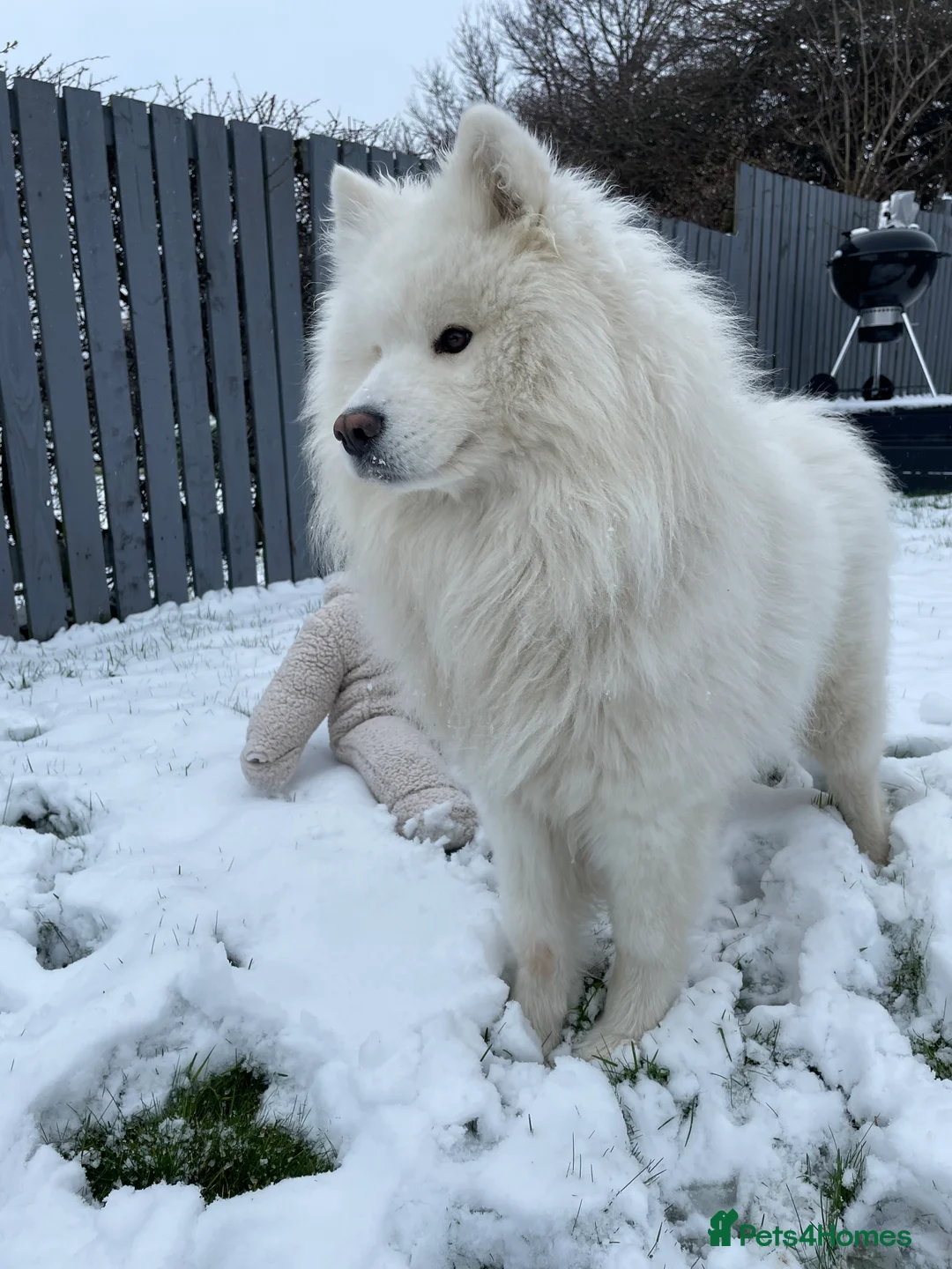 Samoyed dogs for stud: KC Registered Pedigree Samoyed Stud  - Advert 16