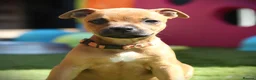 Staffordshire Bull Terrier dogs for sale: Three Red Girls - Advert 13