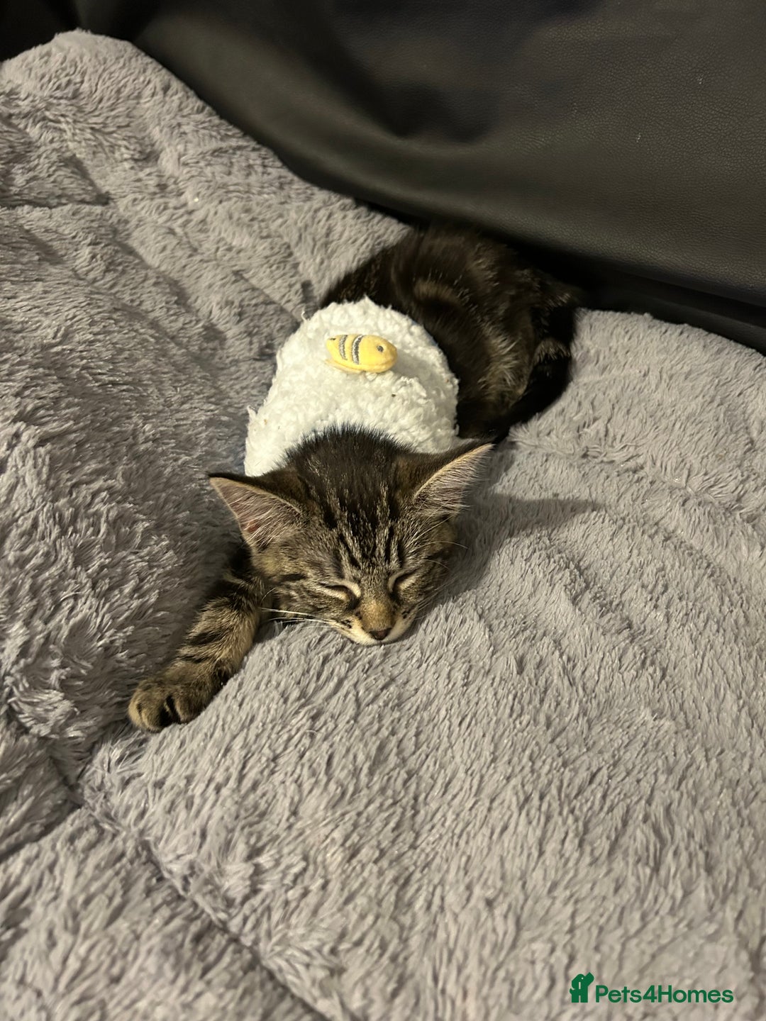 Mixed Breed cats for sale: 2 beautiful playful boys. Stunning tabby markings - Advert 8