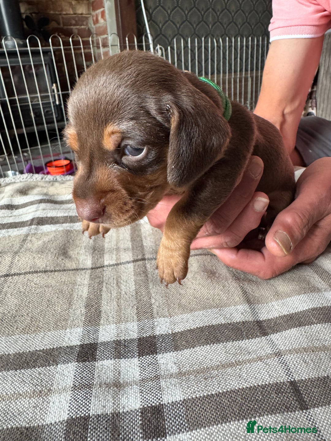 Miniature Dachshund dogs for sale: 🐾 Miniature Dachshund Puppies for Sale 🐾 - Image 10