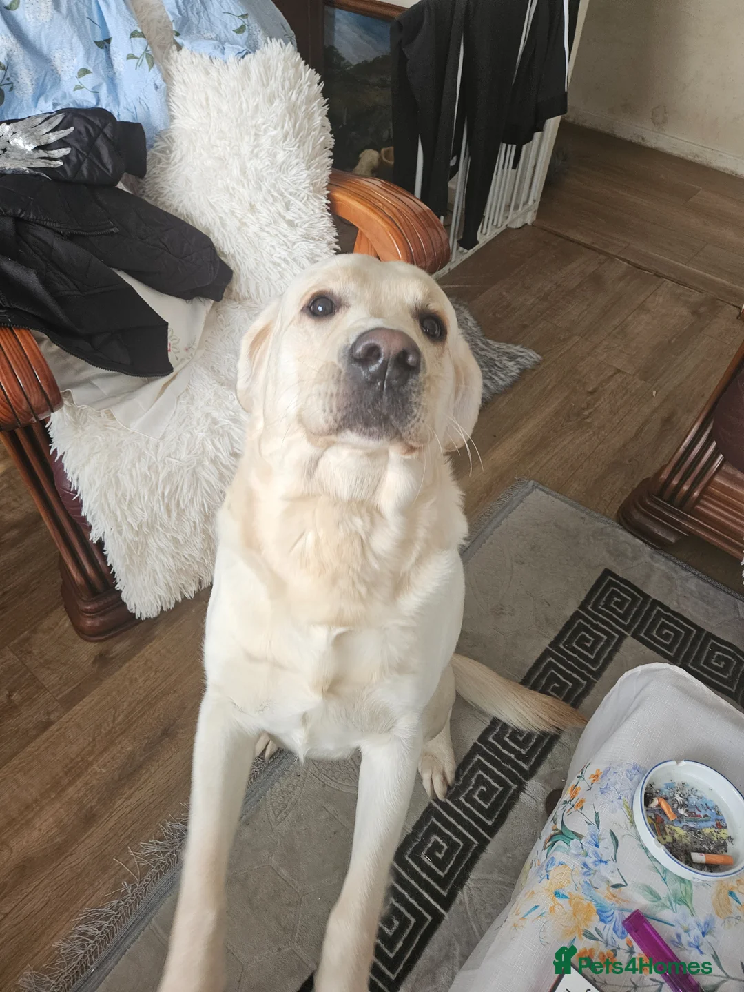 Golden Retriever dogs for stud: Golden retriever at stud - Advert 1