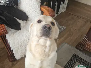 Golden Retriever dogs Golden retriever at stud - Advert 2