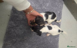 Jack Russell dogs for sale: Jack russell pups  - Image 5
