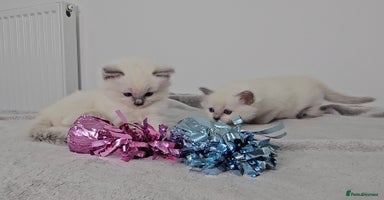 Ragdoll cats Purebred Blue Point Ragdoll Kittens 🩷💙 - Advert 4
