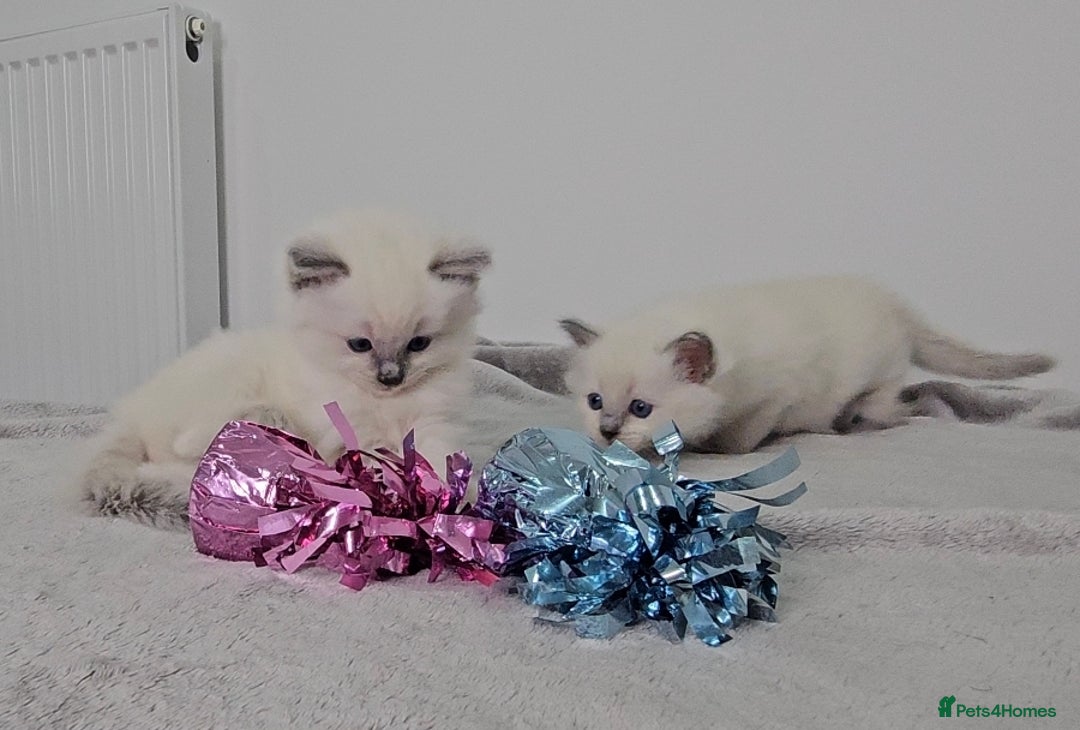 Ragdoll cats for sale: Purebred Blue Point Ragdoll Kittens 🩷💙 - Advert 5