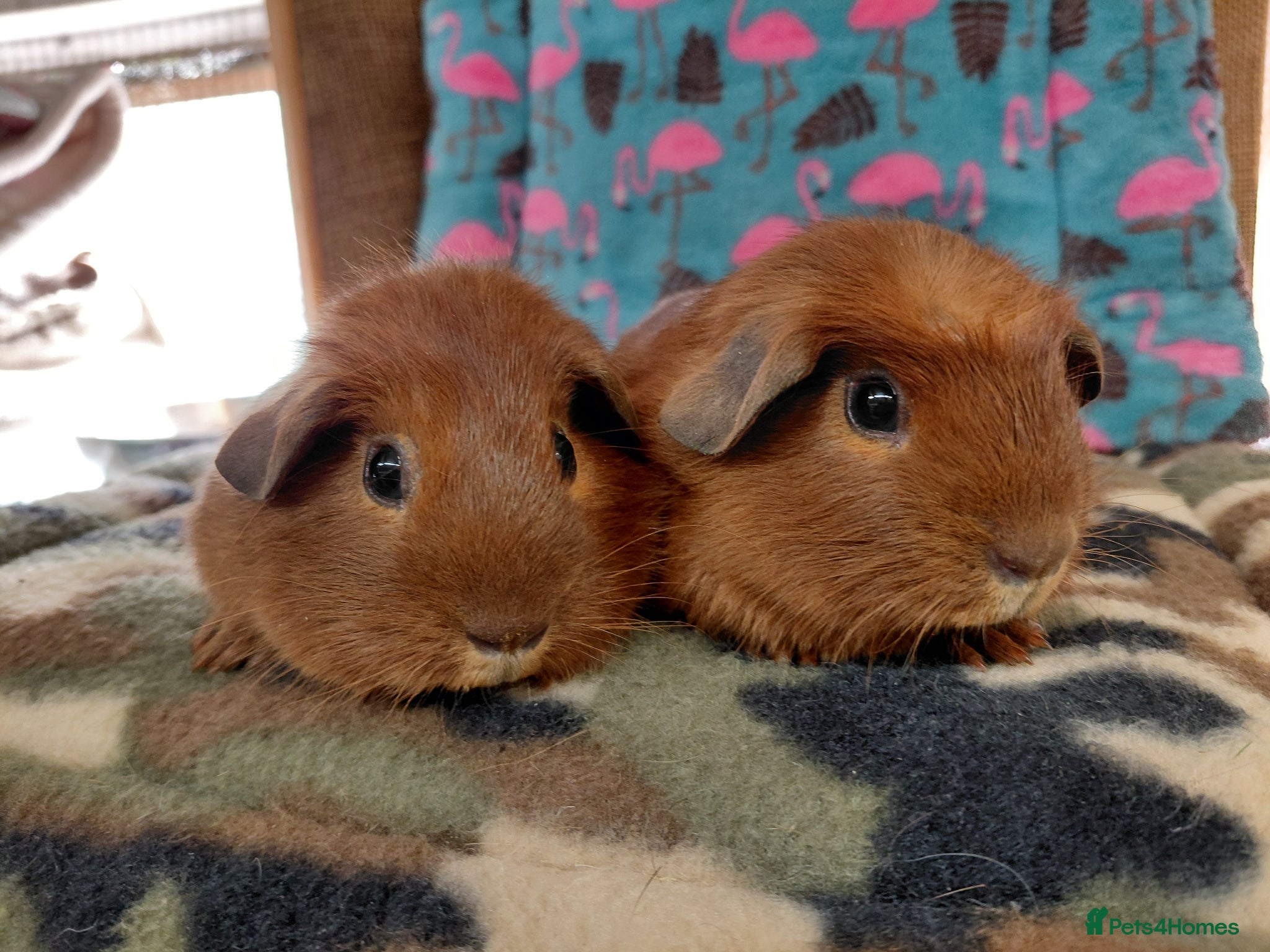 Guinea Pig rodents Pair Of Baby Golden Sisters crested/self - Advert 15