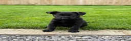 Belgian Shepherd Dog dogs for sale: EXCEPTIONAL WORKING LINE SHEPHERDS! - Advert 20