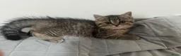 Scottish Fold cats for sale: Persian/Scottish fold  - Advert 4