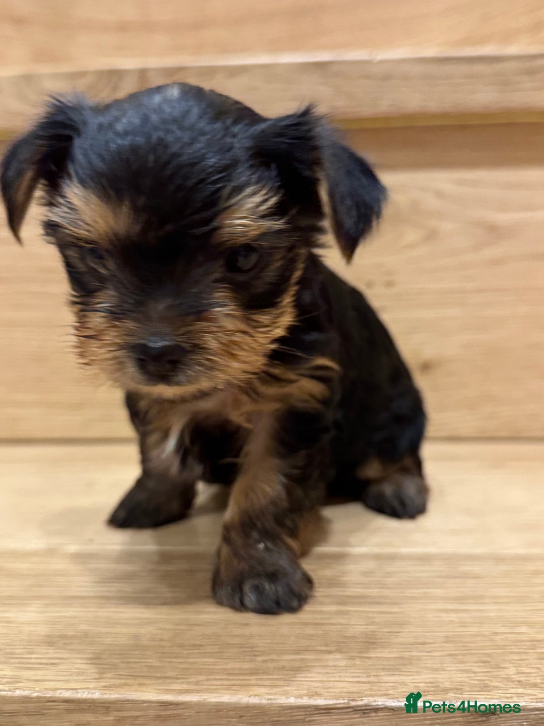 Yorkshire Terrier dogs for sale: Yorkshire terrier girl - Image 9