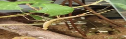 Stick Insects invertebrates for sale: Large Komodo Glass Terrarium Indian stick insects - Advert 4