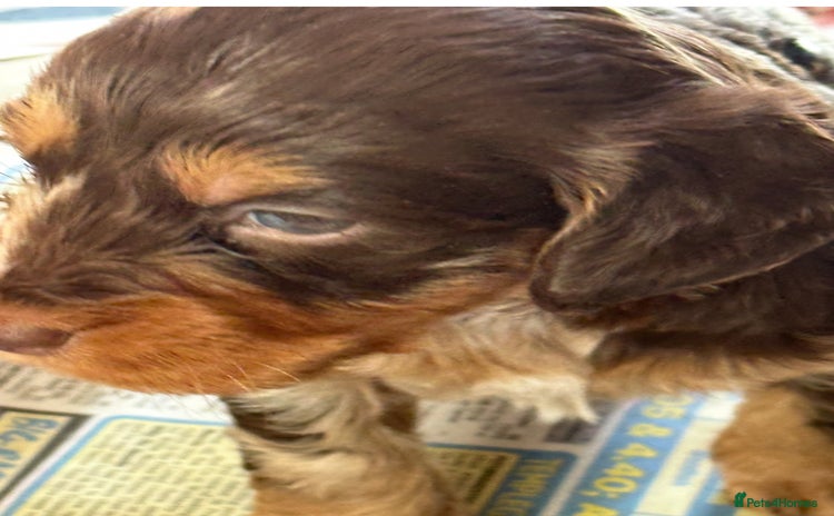 Cockapoo dogs - Advert 3
