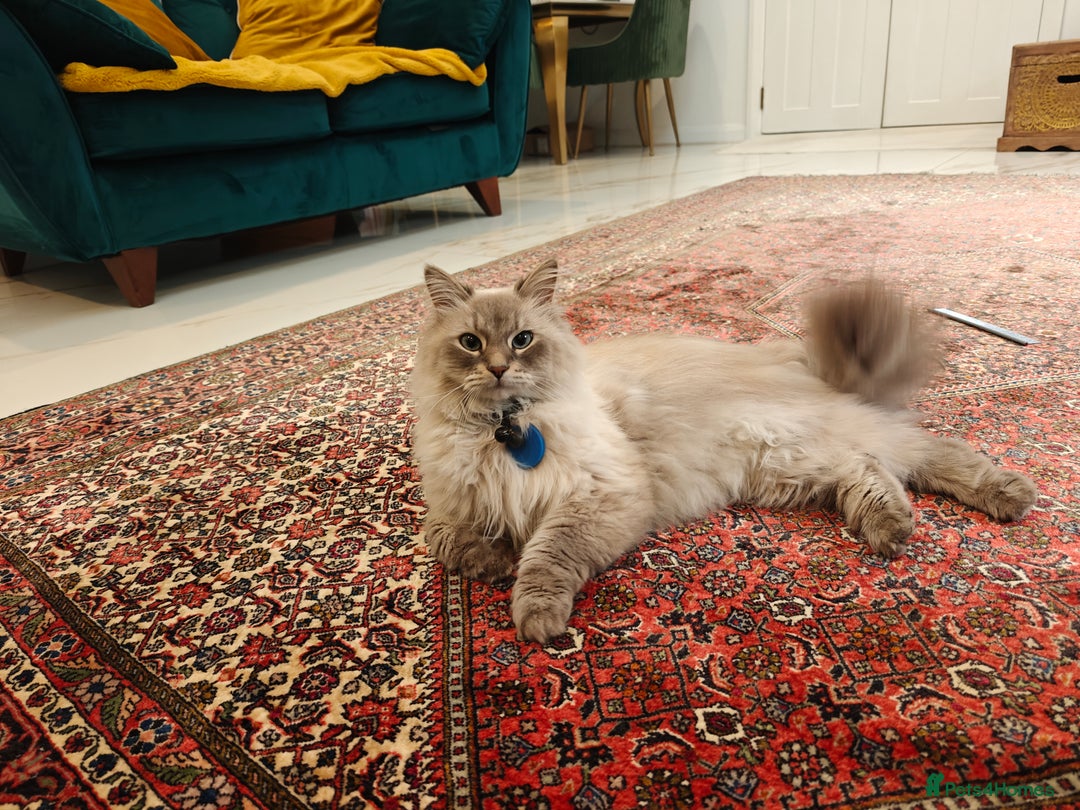 Siberian cats for sale: Siberian – Loyal, Powerful, and Full of Character - Image 5