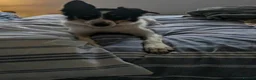 Border Collie dogs for sale: 2 year old female border collie in Durham - Advert 3