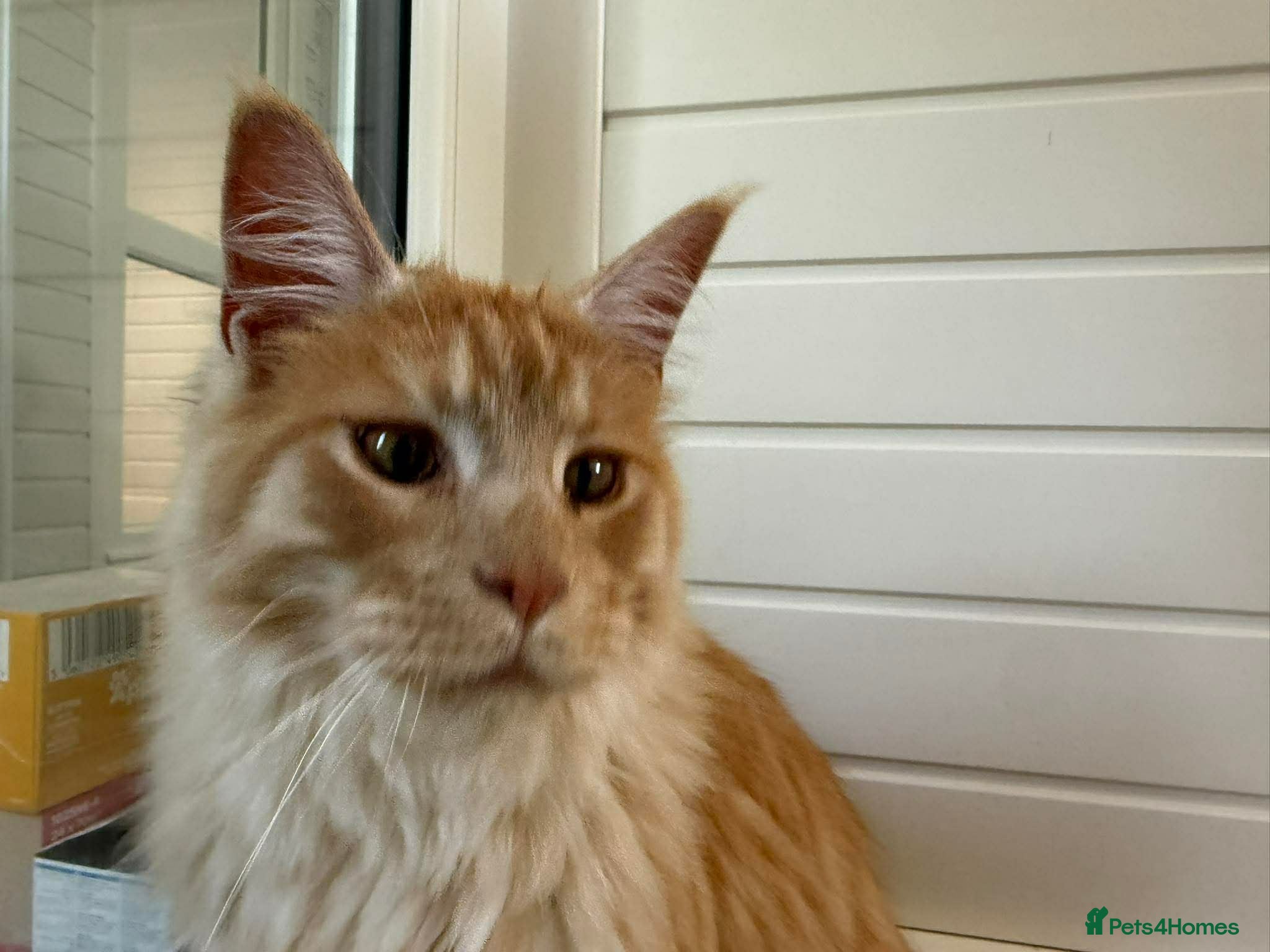 Maine Coon cats for sale: Big Mainecoon Male baby left  - Advert 5