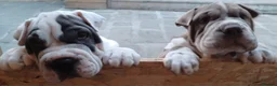 Mixed Breed dogs for sale: English Bulldog/Shar Pei puppies for sale - Advert 11