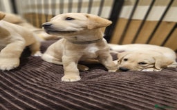 Labrador Retriever dogs for sale: Labrador Puppies for sale 24/10/25 onwards - Image 22