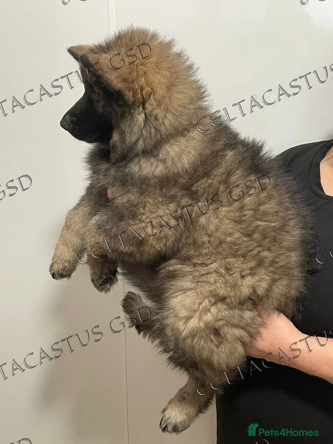 German Shepherd dogs for sale: Reduced kcreg  blue sable carrying Isabella  - Advert 6