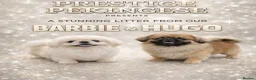 Pekingese dogs for sale: Exclusive Pekingese - Advert 1