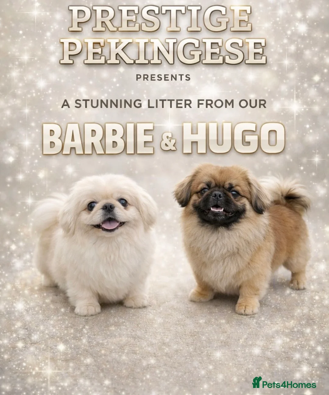 Pekingese dogs for sale: Exclusive Pekingese - Advert 1