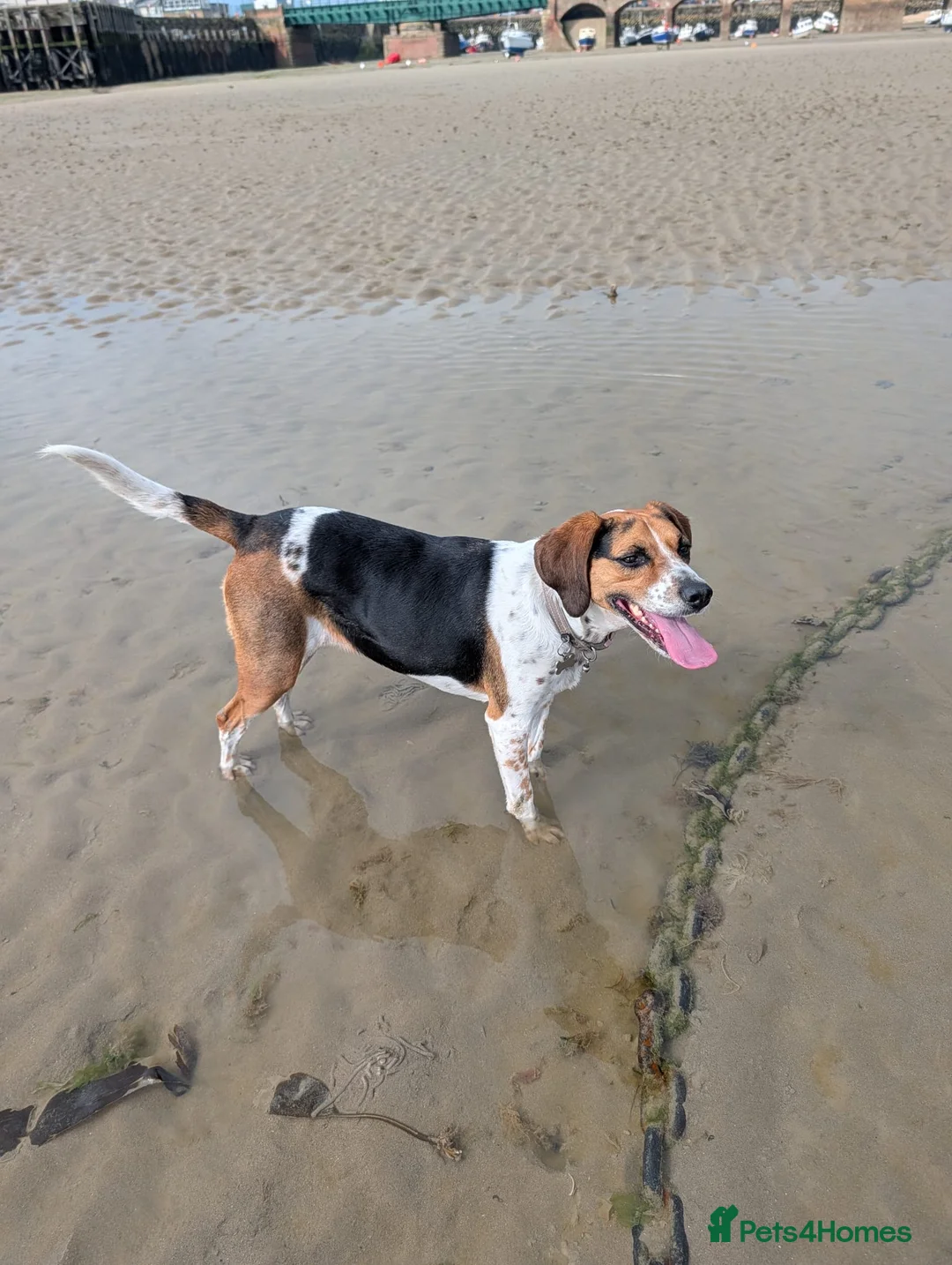Mixed Breed dogs for adoption: ❤️🐶 DAISY – SHE DOESN'T WANT MUCH... - Advert 2