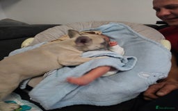 French Bulldog dogs for sale: French bulldog puppy - Image 1