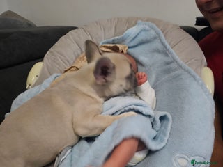 French Bulldog dogs - Advert 1