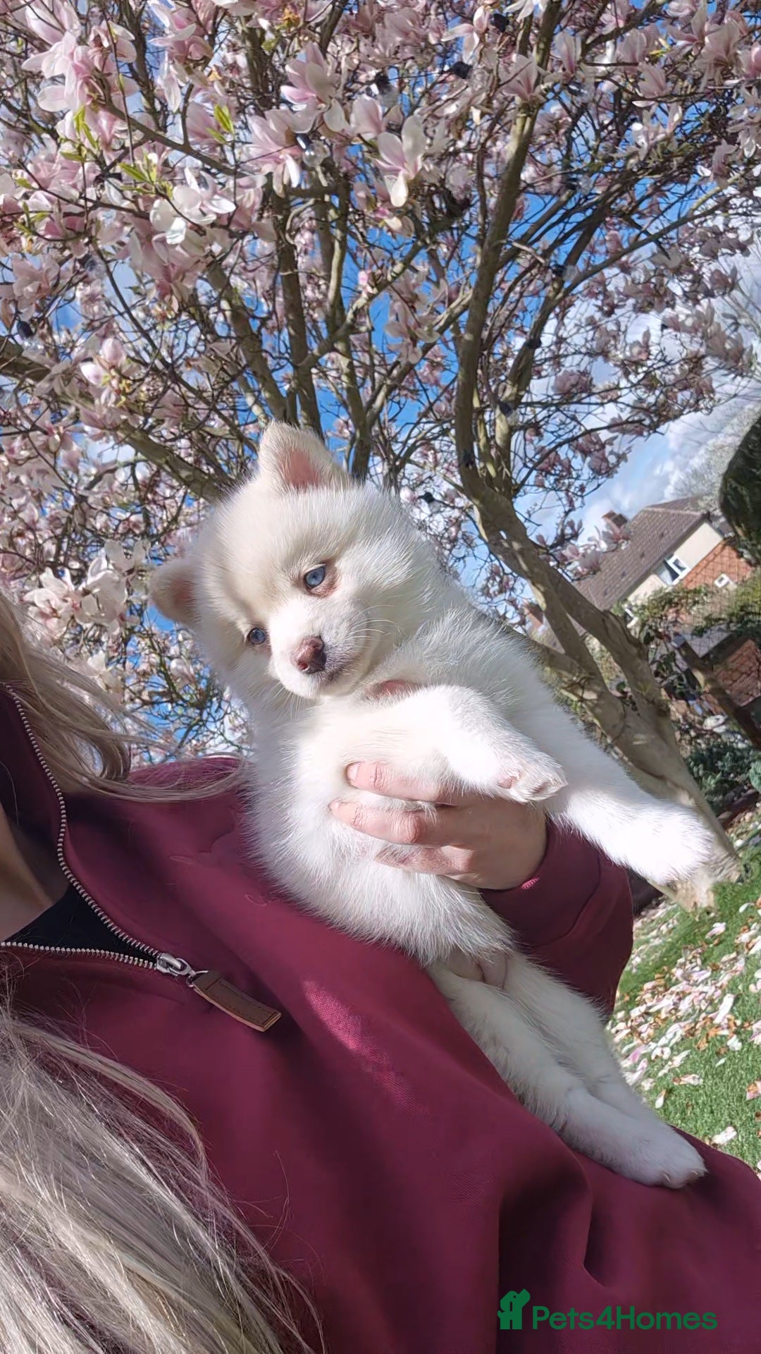 Pomsky dogs Toy size pomsky puppies  - Advert 1