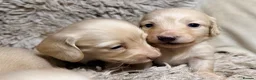 Miniature Dachshund dogs for sale: KC Longhaired Cream Miniature Dachshund Puppies - Advert 14