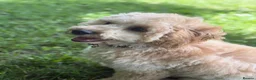 Mixed Breed dogs for sale: Cavapoochon - Advert 6